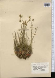 Silene graminifolia Otth, Middle Asia, Muyunkumy, Balkhash & Betpak-Dala (M9) (Kazakhstan)