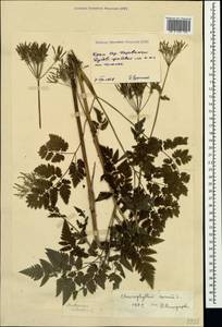 Chaerophyllum aureum L., Crimea (KRYM) (Russia)