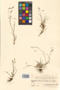 Poa paucispicula Scribn. & Merr., Siberia, Chukotka & Kamchatka (S7) (Russia)