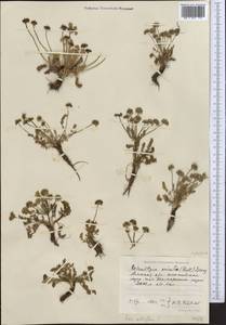Schulzia crinita (Pall.) Spreng., Middle Asia, Northern & Central Tian Shan (M4) (Kazakhstan)