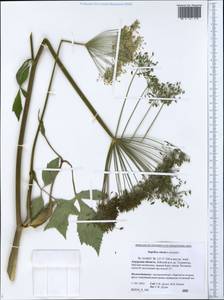 Angelica cincta H. Boissieu, Siberia, Russian Far East (S6) (Russia)