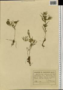 Cynanchum thesioides (Freyn) K. Schum., Siberia, Altai & Sayany Mountains (S2) (Russia)