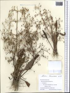 Alisma lanceolatum With., Middle Asia, Muyunkumy, Balkhash & Betpak-Dala (M9) (Kazakhstan)