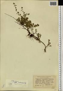 Thymus petraeus Serg., Siberia, Central Siberia (S3) (Russia)