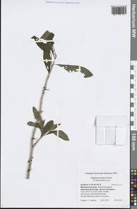 Daphne kamtschatica Maxim., Siberia, Russian Far East (S6) (Russia)