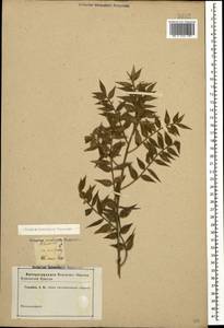 Ruscus aculeatus L., Caucasus (no precise locality) (K0)