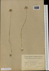 Allium delicatulum Siev. ex Schult. & Schult.f., Eastern Europe, Eastern region (E10) (Russia)