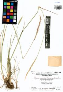 Elymus dahuricus Griseb., Siberia, Baikal & Transbaikal region (S4) (Russia)