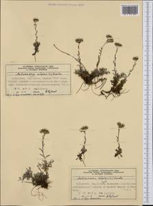 Antennaria alpina (L.) Gaertn., Western Europe (EUR) (Norway)