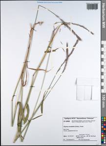 Elymus mutabilis (Drobow) Tzvelev, Siberia, Central Siberia (S3) (Russia)