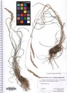 Koeleria pyramidata (Lam.) P.Beauv., Eastern Europe, Middle Volga region (E8) (Russia)