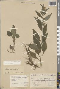 Symphyotrichum × salignum (Willd.) G. L. Nesom, Eastern Europe, Moscow region (E4a) (Russia)
