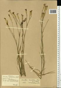 Dianthus pallens M. Bieb., Eastern Europe, South Ukrainian region (E12) (Ukraine)