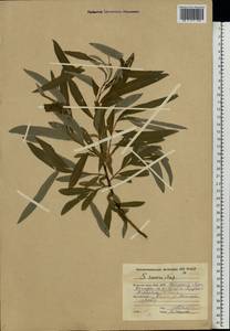 Salix viminalis L., Eastern Europe, Northern region (E1) (Russia)