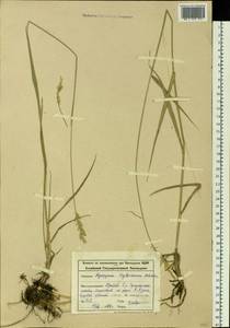 Kengyilia kryloviana (Schischk.) C.Yen, J.L.Yang & B.R.Baum, Siberia, Altai & Sayany Mountains (S2) (Russia)