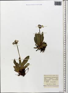 Primula auriculata Lam., Caucasus, Krasnodar Krai & Adygea (K1a) (Russia)
