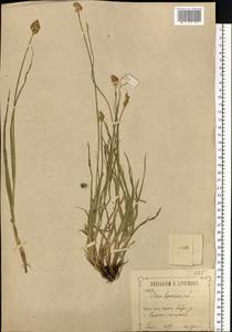 Carex leporina L., Eastern Europe, Central forest-and-steppe region (E6) (Russia)
