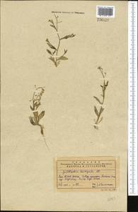 Goldbachia laevigata (M.Bieb.) DC., Middle Asia, Western Tian Shan & Karatau (M3) (Kazakhstan)