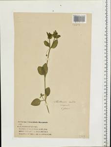 Stellaria media (L.) Vill., Eastern Europe, Central forest region (E5) (Russia)
