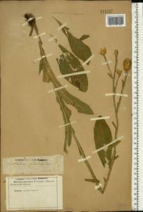 Centaurea glastifolia subsp. glastifolia, Eastern Europe, Lower Volga region (E9) (Russia)