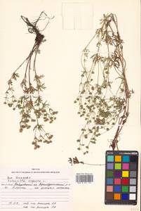 Potentilla argentea L., Siberia, Russian Far East (S6) (Russia)