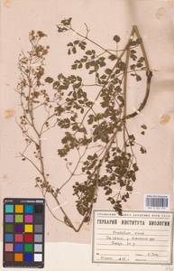 Thalictrum minus L., Eastern Europe, Eastern region (E10) (Russia)
