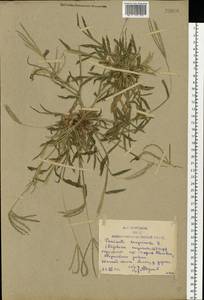 Digitaria sanguinalis (L.) Scop., Eastern Europe, Rostov Oblast (E12a) (Russia)