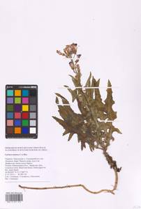 Lactuca tatarica (L.) C. A. Mey., Eastern Europe, South Ukrainian region (E12) (Ukraine)