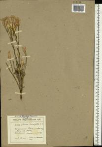 Jurinea multiflora (L.) B. Fedtsch., Eastern Europe, South Ukrainian region (E12) (Ukraine)