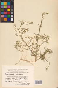Corispermum declinatum Stephan ex Steven, Eastern Europe, Lithuania (E2a) (Lithuania)