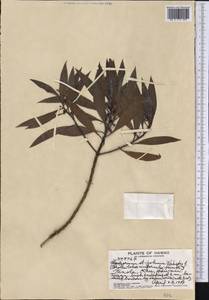 Myoporum sandwicense (A. DC.) Gray, America (AMER) (United States)