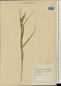 Setaria viridis (L.) P.Beauv., Caucasus, Stavropol Krai, Karachay-Cherkessia & Kabardino-Balkaria (K1b) (Russia)