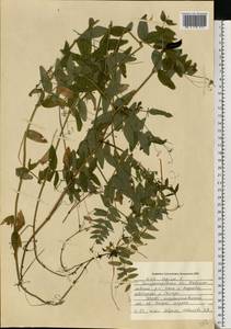 Vicia sepium L., Eastern Europe, South Ukrainian region (E12) (Ukraine)