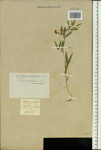 Lathyrus palustris L., Siberia, Western Siberia (S1) (Russia)