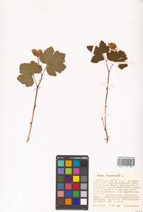 Rubus chamaemorus L., Siberia, Russian Far East (S6) (Russia)