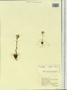 Saxifraga flagellaris subsp. setigera (Pursh) Tolm., Siberia, Central Siberia (S3) (Russia)