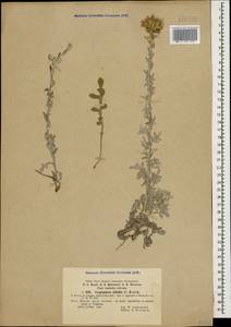 Centaurea aggregata Fisch. & C. A. Mey. ex DC., Caucasus, Turkish Caucasus (NE Turkey) (K7) (Turkey)