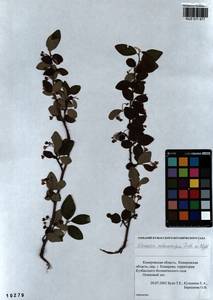 Cotoneaster melanocarpus G. Lodd., Siberia, Altai & Sayany Mountains (S2) (Russia)