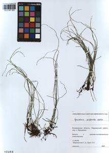Equisetum scirpoides Michx., Siberia, Altai & Sayany Mountains (S2) (Russia)