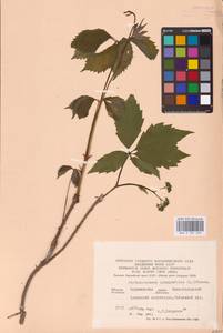 Parthenocissus quinquefolia (L.) Planch., Eastern Europe, Central forest-and-steppe region (E6) (Russia)