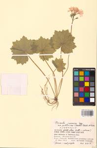 Primula jesoana Miq., South Asia, South Asia (Asia outside ex-Soviet states and Mongolia) (ASIA) (Japan)