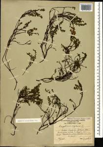 Empetrum nigrum subsp. caucasicum (Juz.) Kuvaev, Caucasus, South Ossetia (K4b) (South Ossetia)