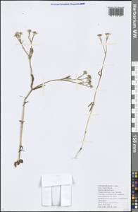 Valerianella pontica Lipsky, Caucasus, Krasnodar Krai & Adygea (K1a) (Russia)