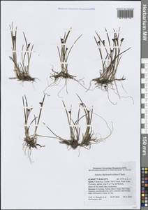 Juncus alpinoarticulatus Chaix, Western Europe (EUR) (Spain)