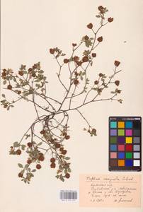 Trifolium campestre Schreb., Eastern Europe, Western region (E3) (Russia)