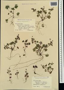 Geranium rotundifolium L., Crimea (KRYM) (Russia)