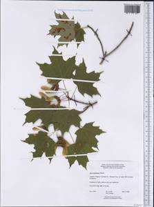 Acer saccharum, America (AMER) (Canada)