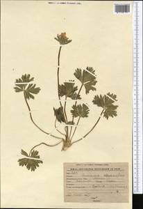 Anemonastrum protractum (Ulbr.) Holub, Middle Asia, Western Tian Shan & Karatau (M3) (Kyrgyzstan)