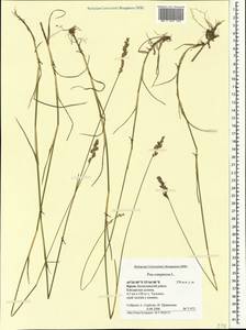 Poa compressa L., Crimea (KRYM) (Russia)