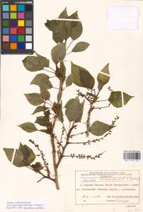 Populus tremuloides Michx., Eastern Europe, Moscow region (E4a) (Russia)